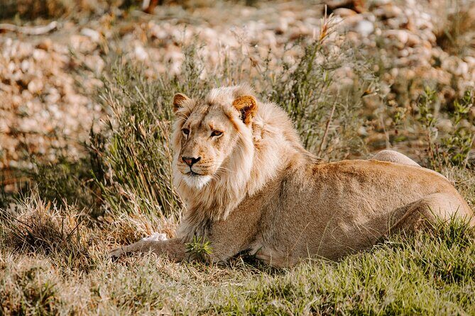 Tour Safari; Nairobi National Park - Exploring the Nairobi National Park Safari: A Practical Review