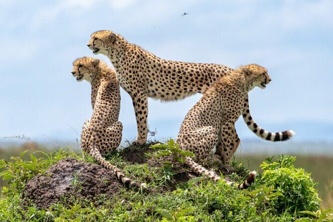 Tour Safari; Nairobi National Park - A Practical Wild Safari in Nairobi