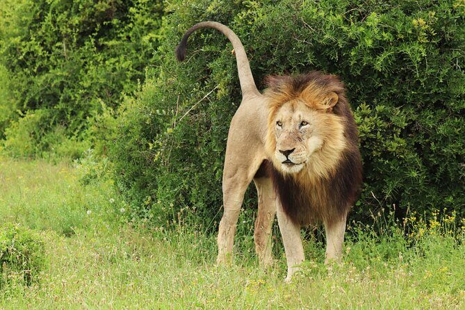 Tour Safari; Nairobi National Park - FAQ
