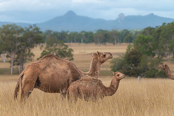 Tour, Taste & Camel Encounter - Practical Details and Planning Your Visit