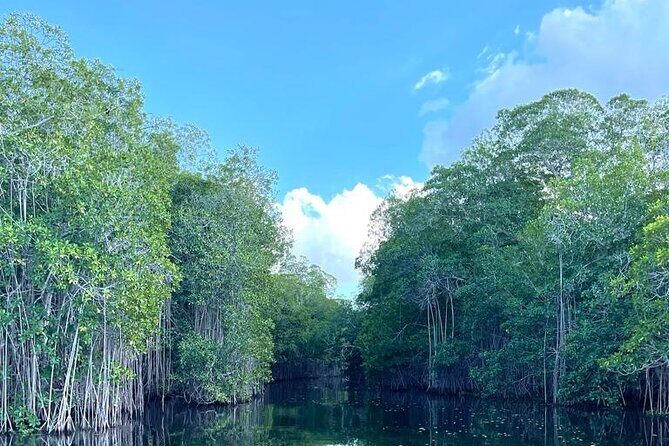 Tour to Black River and YS Falls - Analyzing the Value