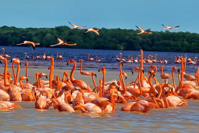 Tour to Celestún with View of Flamencos and Beach Club - Introduction: A Nature-Filled Day Out from Mérida