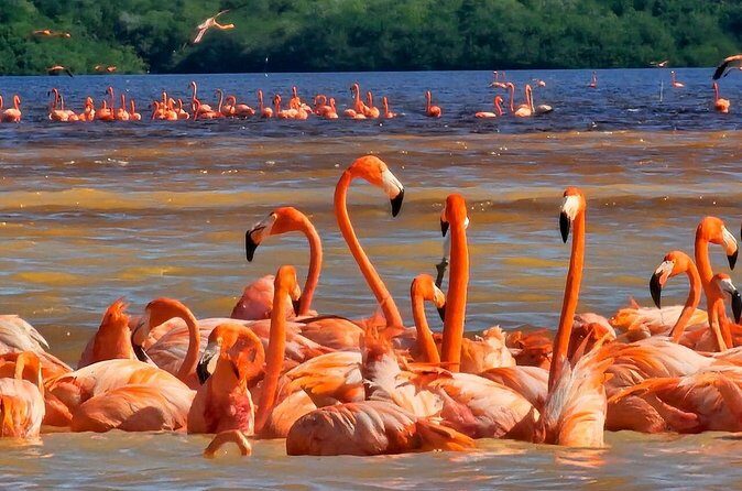 Tour to Celestún with View of Flamencos and Beach Club - The Value of the Experience