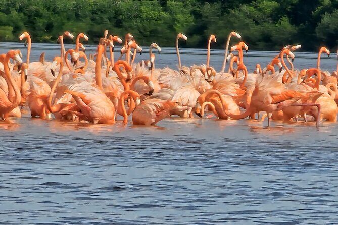 Tour to Celestún with View of Flamencos and Beach Club - Authentic Encounters and Practical Tips