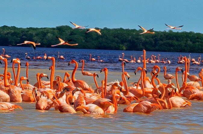 Tour to Celestún with View of Flamencos and Beach Club - The Sum Up: A Day of Natural Wonders and Relaxation