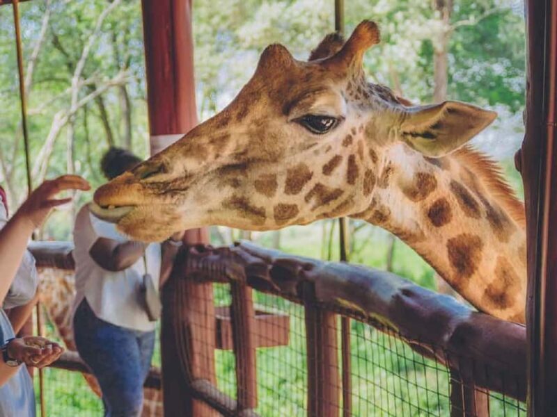 Tour to Giraffe Center from Nairobi - An In-Depth Look at the Giraffe Center Tour