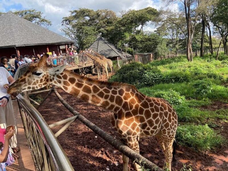 Tour to Giraffe Center from Nairobi - FAQs
