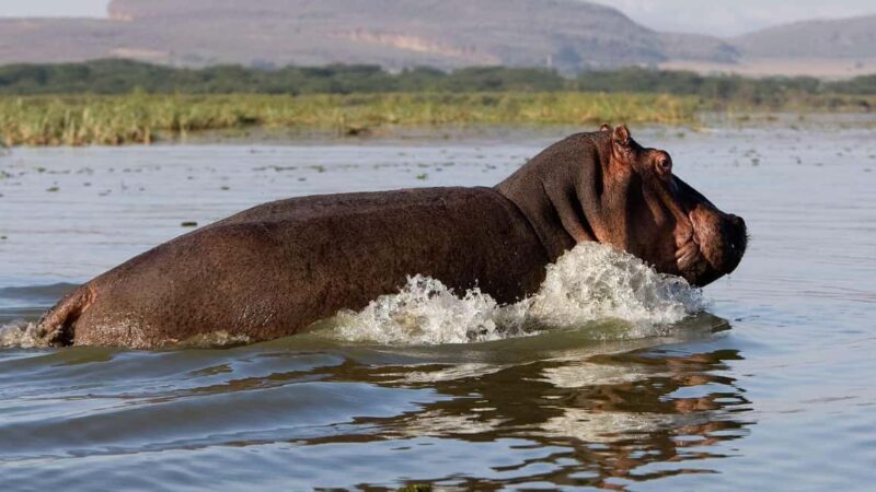 Tour to Hells Gate National Park and Lake Naivasha - Key Points