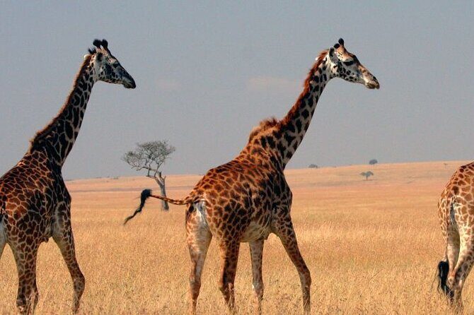 Tour to Hells Gate National park & L Naivasha boat ride - The Experience from a Traveler’s Perspective
