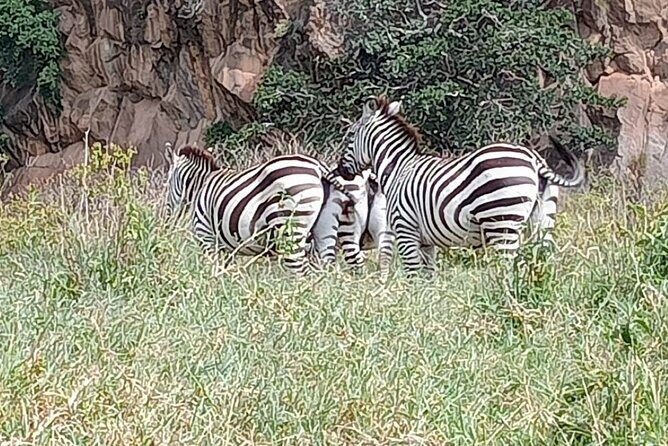 Tour to Hells Gate National park & L Naivasha boat ride - FAQ