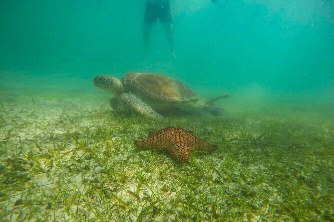 Tour to swim with turtles - Key Points