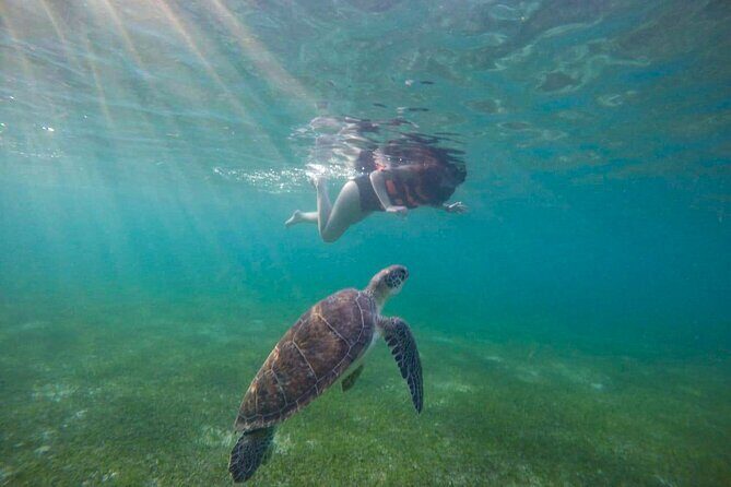 Tour to swim with turtles - Who Should Book This Tour?