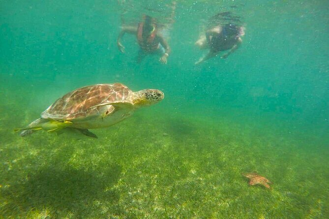 Tour to swim with turtles - The Sum Up: Is It Worth It?