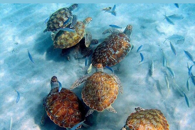Tour to the best beaches; snorkel with fish and turtles - An In-Depth Look at the Itinerary
