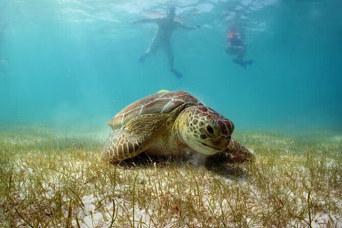 Tour Tulum, Cenote and Swim with Turtles in Akumal - Key Points