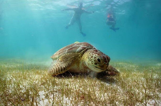 Tour Tulum, Cenote and Swim with Turtles in Akumal - Final Word