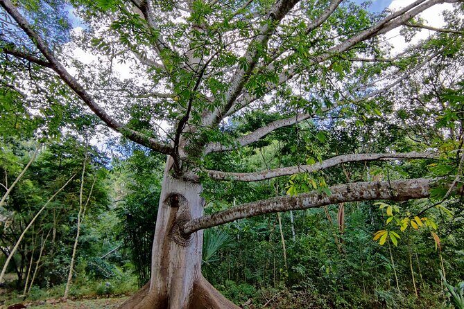Tour with entrance to Ek Balam Cenote and Valladolid from Cancun - Final Thoughts on Value and Experience