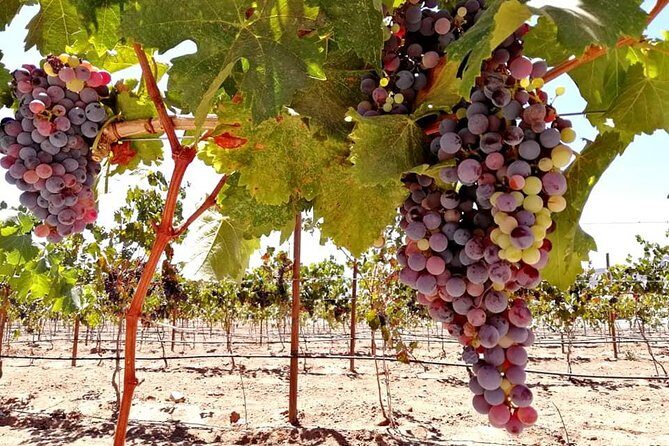 Tourist guide in the Wine Country (Valle de Guadalupe) Ensenada - Practical considerations: timing, cost, and value