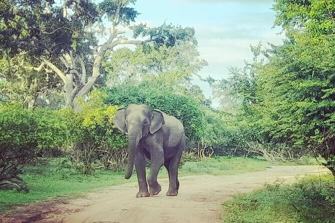Tours and Transportation in Sri Lanka - Frequently Asked Questions
