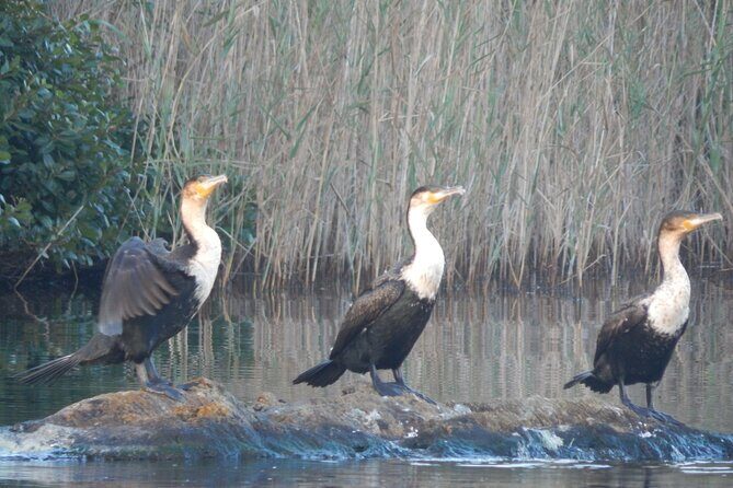 Touw River Boat Cruise - Wilderness National Park - Exploring Wilderness National Park by Boat