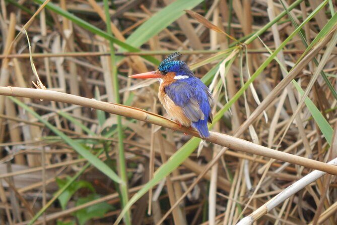 Touw River Boat Cruise - Wilderness National Park - What Makes This Tour Stand Out?