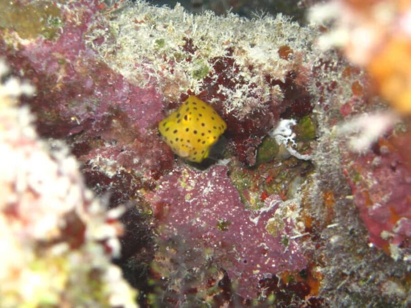 Townsville & Magnetic Island: MOUA & Reef Scuba Experience - Final Thoughts