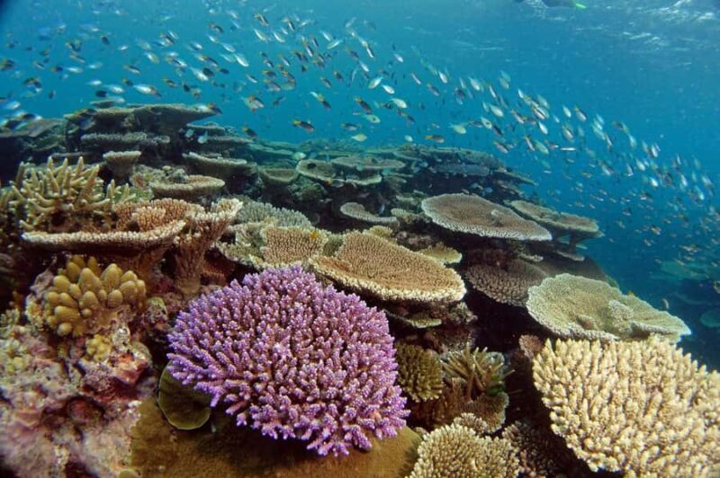 Townsville & Magnetic Island: Reef Explorer Scuba Experience - An In-Depth Look at the Reef Explorer Scuba Experience