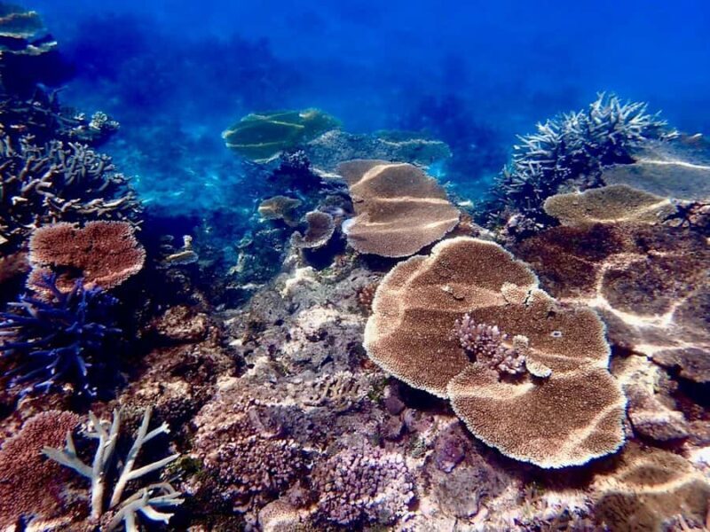 Townsville & Magnetic Island: Reef Explorer Snorkel Trip - Who Should Consider This Tour?