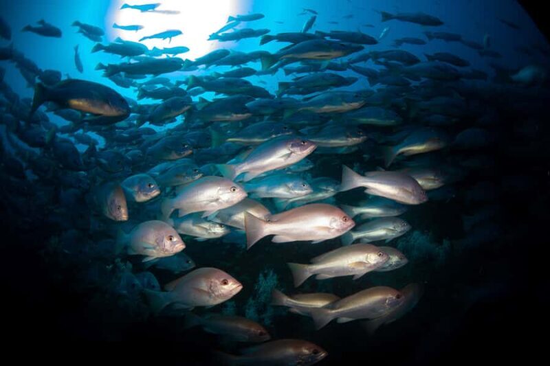 Townsville or Magnetic Island: Yongala Wreck Dive Day Trip - Practical Tips for Participants