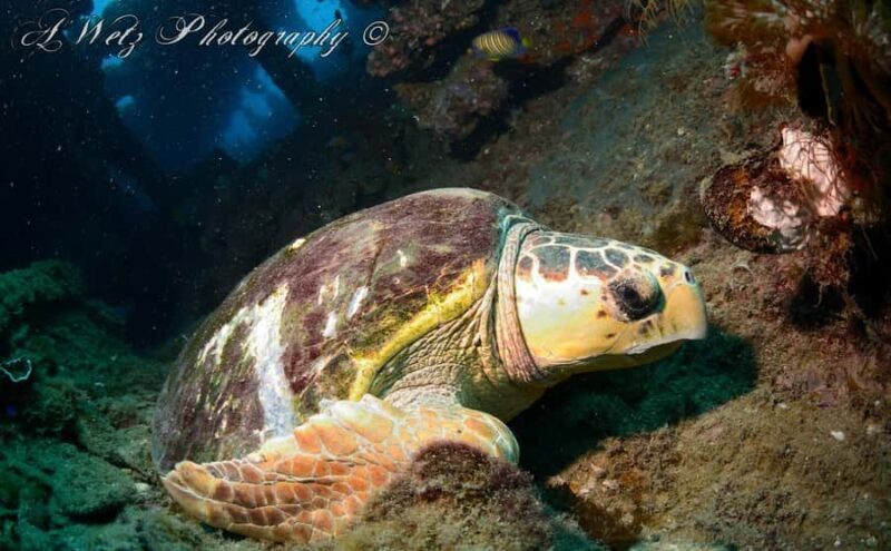 Townsville or Magnetic Island: Yongala Wreck Dive Day Trip - Frequently Asked Questions
