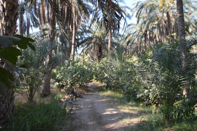 Tozeur and the mountain Oasis - Discovering Tunisia’s Natural and Cultural Treasures