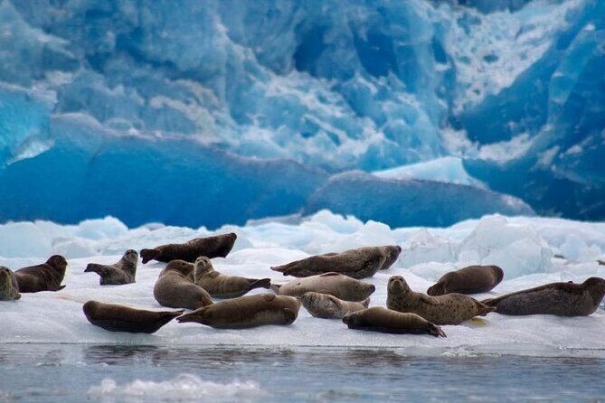 Tracy Arm Fjord and Glacier Explorer from Juneau - Final Thoughts: Is It Worth It?