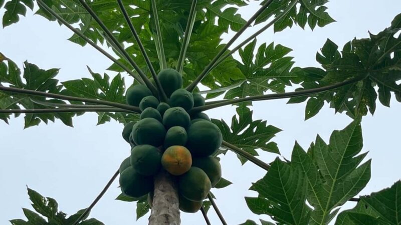 Traditional food cooking class - Introduction: A Flavorful Window into Cape Verdean Culture
