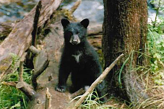 Traitors Cove Bear Viewing - Introduction