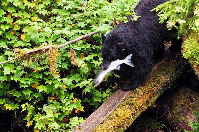 Traitors Cove Bear Viewing - The Itinerary: What You Can Expect