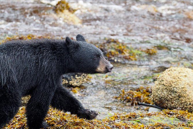 Traitors Cove Bear Viewing - FAQ