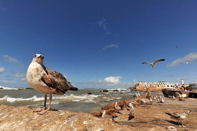 Transfer from Essaouira to Marrakech city or Marrakech airport - The Sum Up