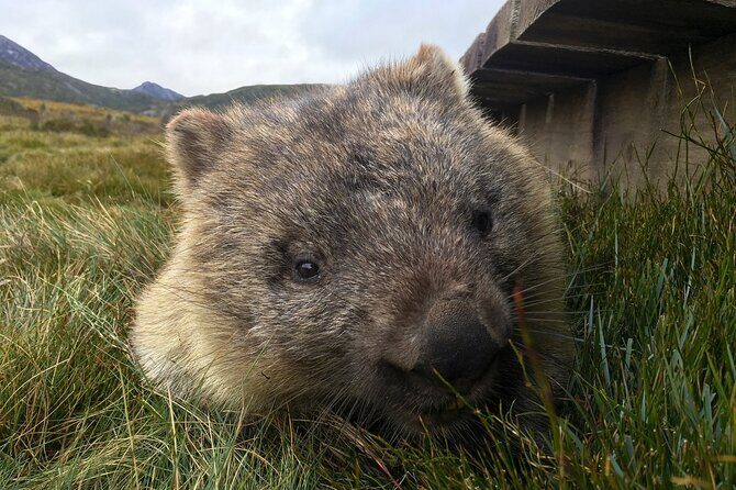 Transfer from Launceston to Cradle Mountain - FAQ