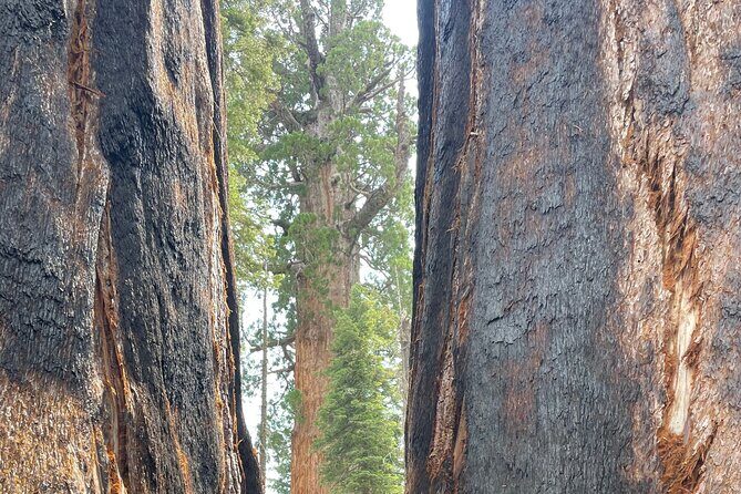 Transformative Outdoor Day Retreat Among the Giant Sequoias - Key Points