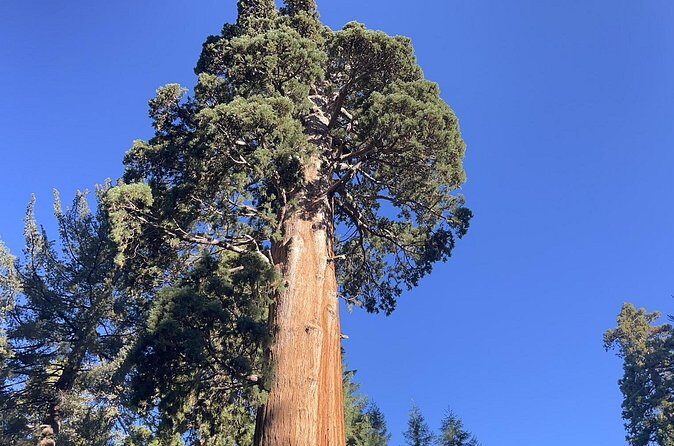 Transformative Outdoor Day Retreat Among the Giant Sequoias - The Sum Up