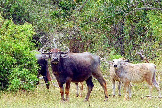 Travel to Ella from Galle with Udawalawe national park safari on the way - The Sum Up