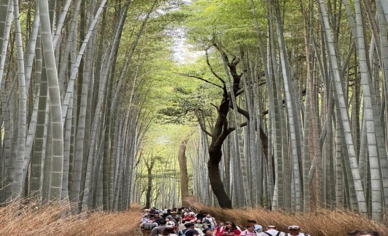 Treasures of Kyoto: Gion & historical Walking Tour - Final Thoughts on Value