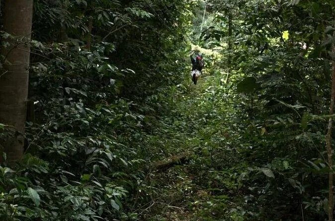 Treetop Adventure Park Canopy Tour - Who Will Love This Tour?