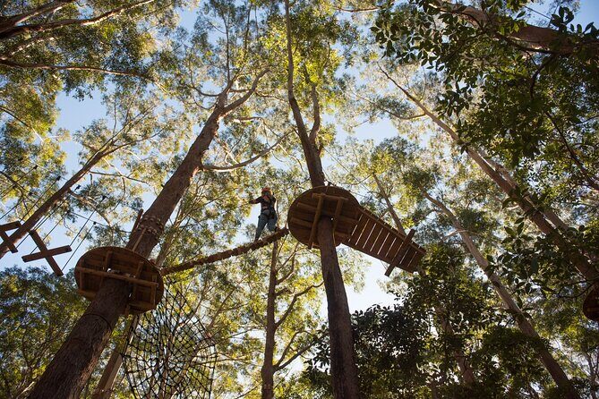 Treetops Adventure Coffs Harbour Tree Ropes Course - The Sum Up