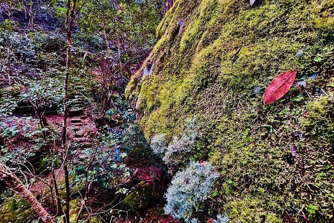 Trek Shoot and Soothe Hiking Tour from Springwood Blue Mountains - Analyzing the Value: Is It Worth It?