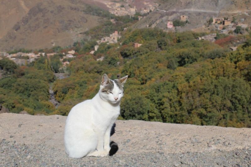 Trekking and Hiking in Morocco 2 Day trek in Atlas Mountains - Accommodation and Meals
