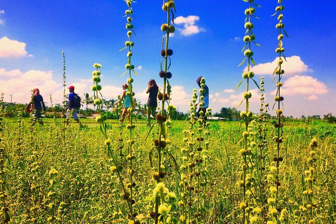 Trekking and Sightseeing tour with lunch - Final Thoughts: Is This Tour for You?