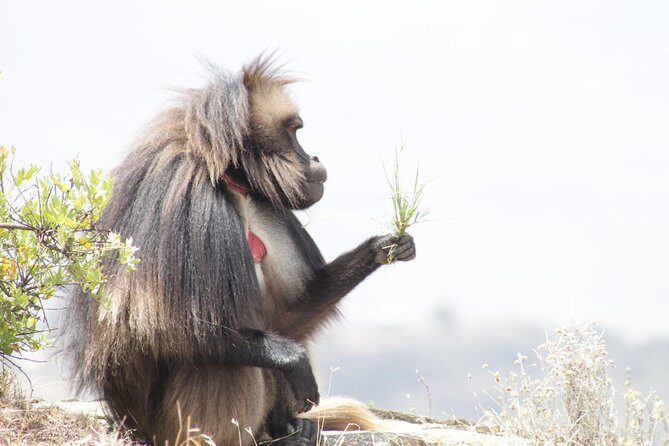 Trekking in Ethiopia's Lalibela Wollo Highland 4 Days / 3 Nights - Final Day: Returning with Rich Memories