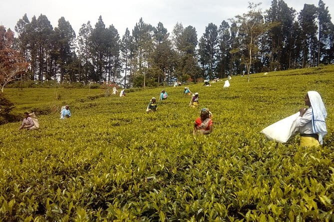 Trekking & Picnic in The Tea Plantation From Ella, Haputale & Bandarawela - The Tour Itinerary: What to Expect