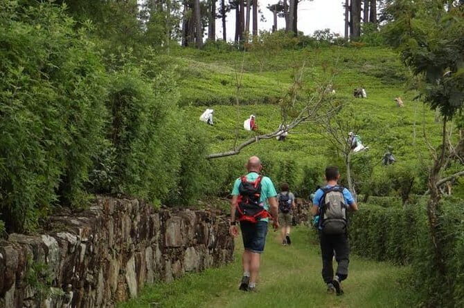 Trekking & Picnic in The Tea Plantation From Ella, Haputale & Bandarawela - The Sum Up: Why This Tour Is a Wise Choice